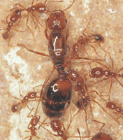 Fire ants executing an unwanted queen