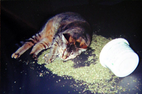 catnip-stupor.jpg