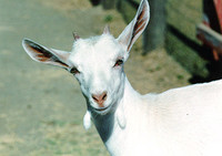 This goat loves the C++ macro system