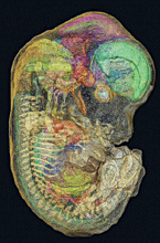 Technicolor Embryo