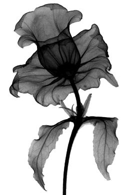 stereo floral radiograph by albert g richards