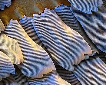 butterfly scales