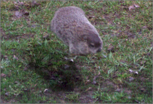 hovering woodchuck