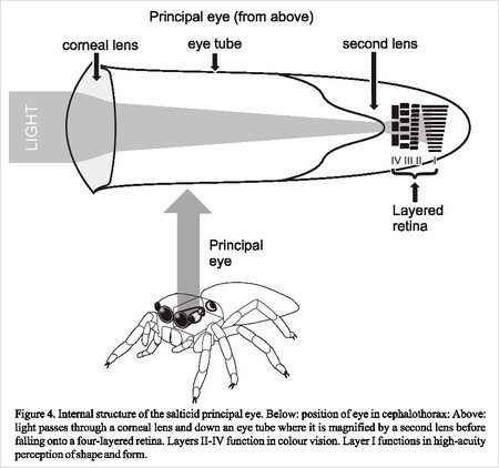 jumping spider eye tubes