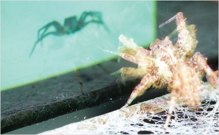 jumping spider watching tv