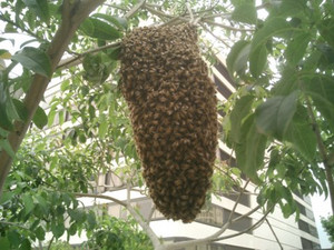 swarm of killer bees next to idealab