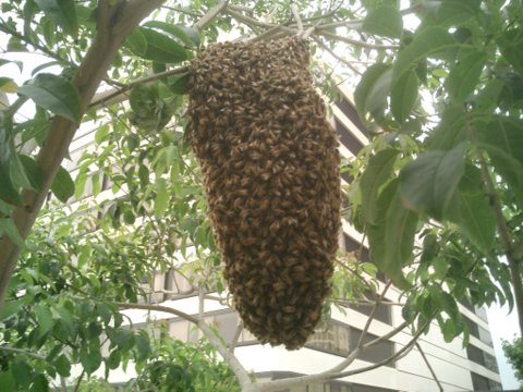 killer-bee-swarm.jpg