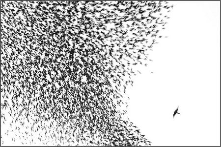 starlings flee a peregrine falcon