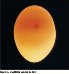 egg with a small blood spot