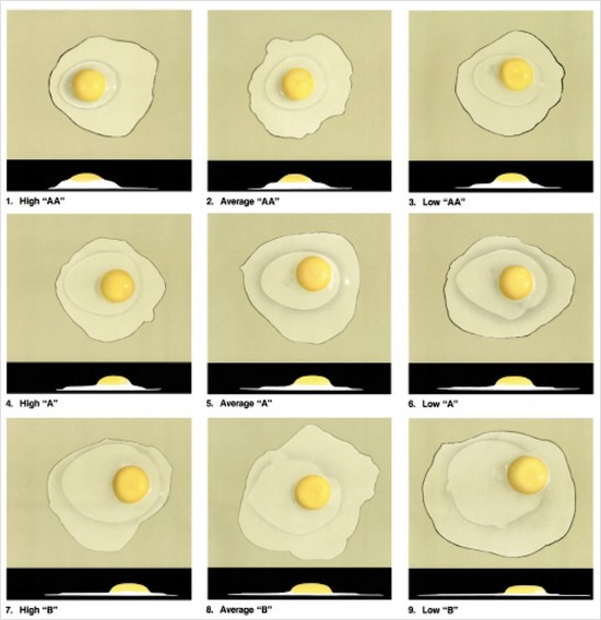 interior quality of broken out eggs, from the usda egg-grading manual