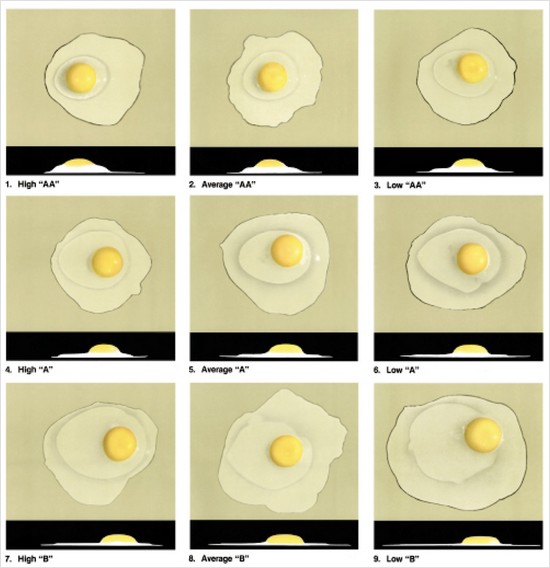 Lot 83 - Unique Egg Grading Scale.